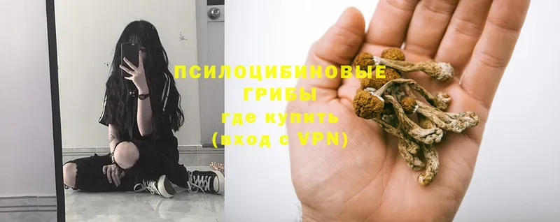 как найти наркотики  Жирновск  Галлюциногенные грибы Magic Shrooms 